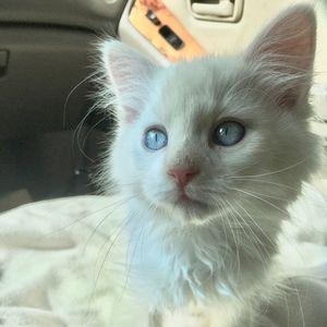 Meet your Posher, Veronica